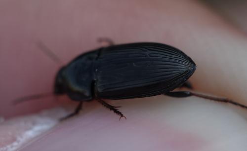 Amara sp.